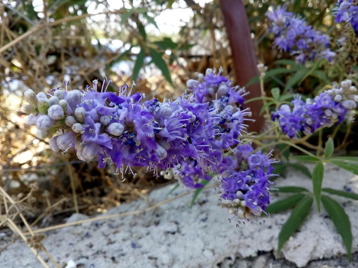 Dimitra'S Garden Villa Kallirákhi Екстериор снимка